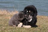 DOGUE DU TIBET 183